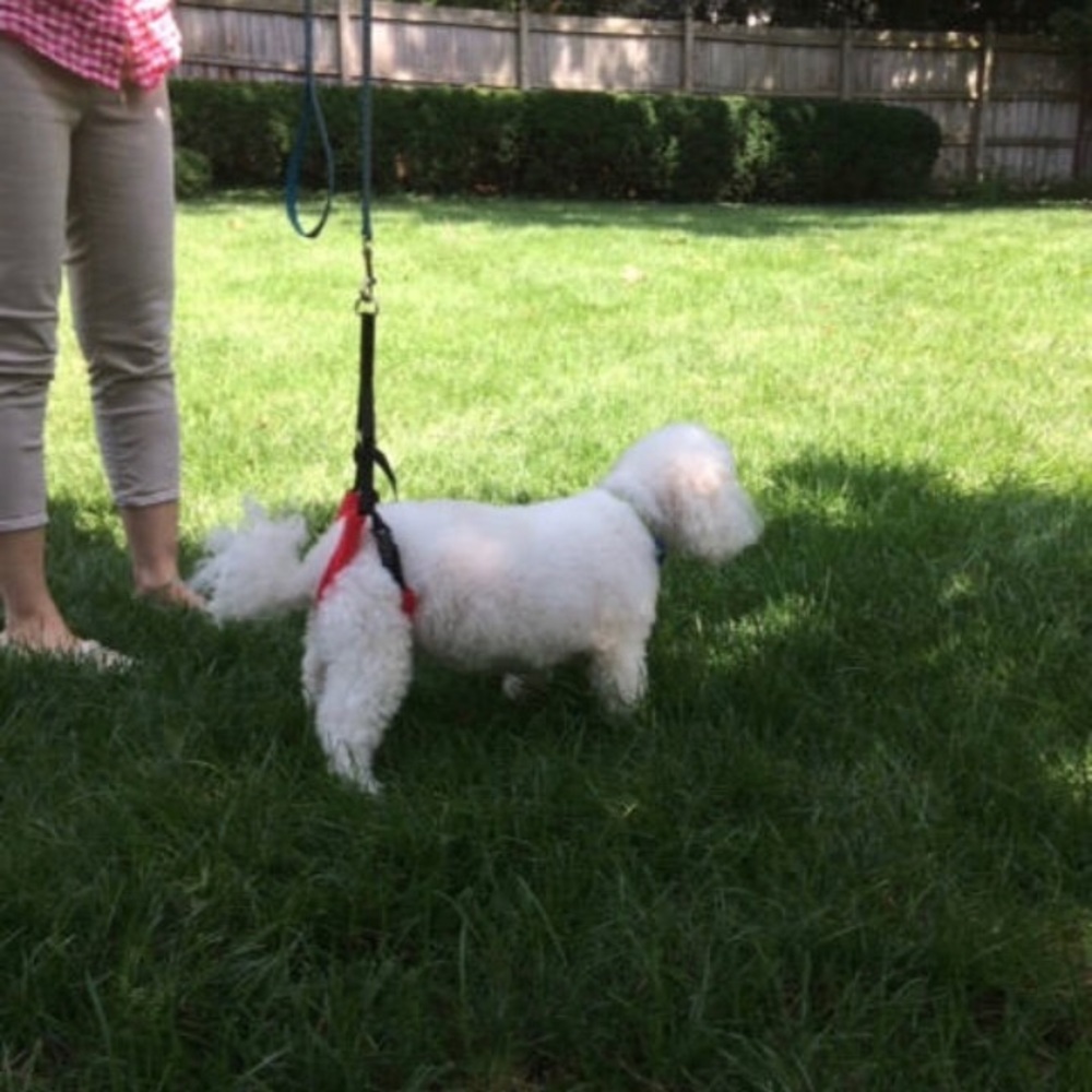 Dog Mobility Harness X-Small